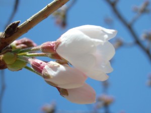 アロマ長崎・リブレア　桜3